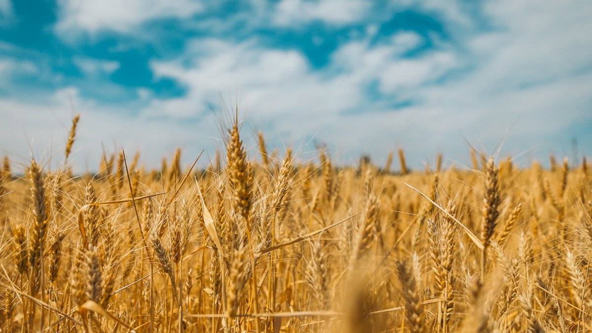 Kazakhstan: elevator prices for grain and oilseeds