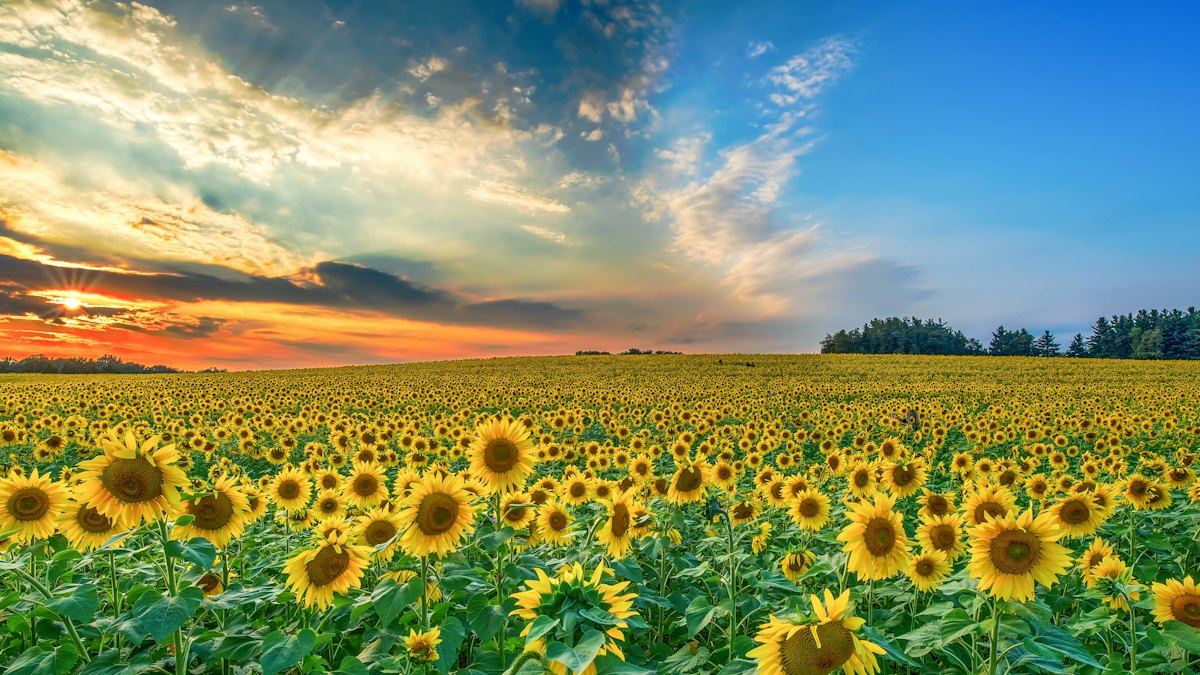 Ukraine: farmers shift to oilseeds